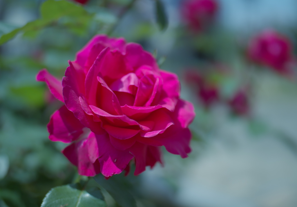 春バラ・３０＿２２