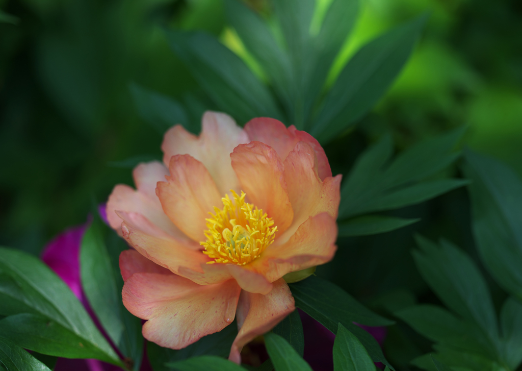 芍薬・１＿７