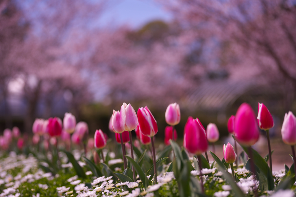 春・ときわ公園・３１＿３