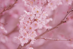 啓　翁　桜・３１＿２