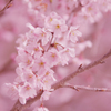 啓　翁　桜・３１＿２