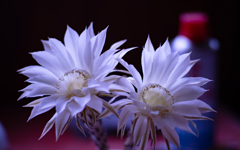 サボテンの花＿７