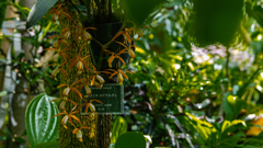 セロジネ　オドアルディ