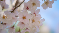 桜・２＿３