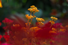 多肉植物の花＿２