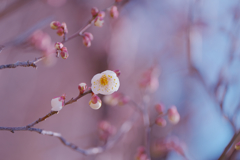 梅　花＿１
