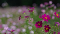 秋　桜・１＿２９