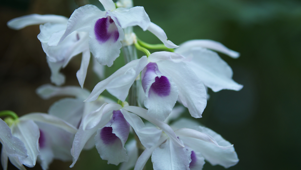 デンドロビュム　アノスマム