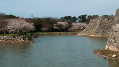桜・萩城跡２＿１