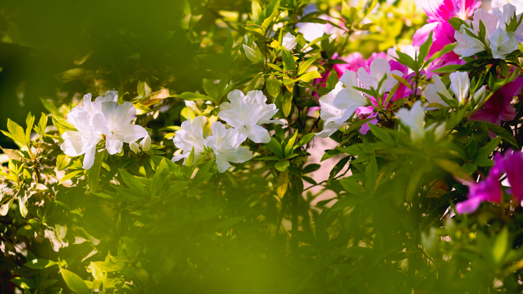 ヒラドツツジ・４