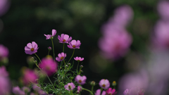 秋　桜・１＿２８