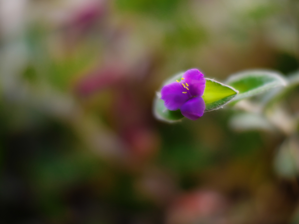 試写・２  NOKTON 42.5mm F0.95（マイクロフォーサーズ）