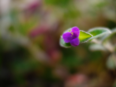 試写・２  NOKTON 42.5mm F0.95（マイクロフォーサーズ）