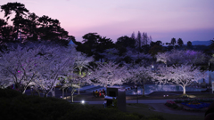 春・ときわ公園・３１＿１３