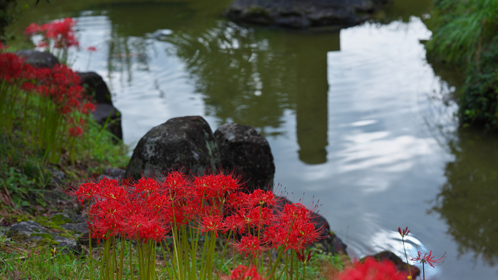 彼岸花１＿１８