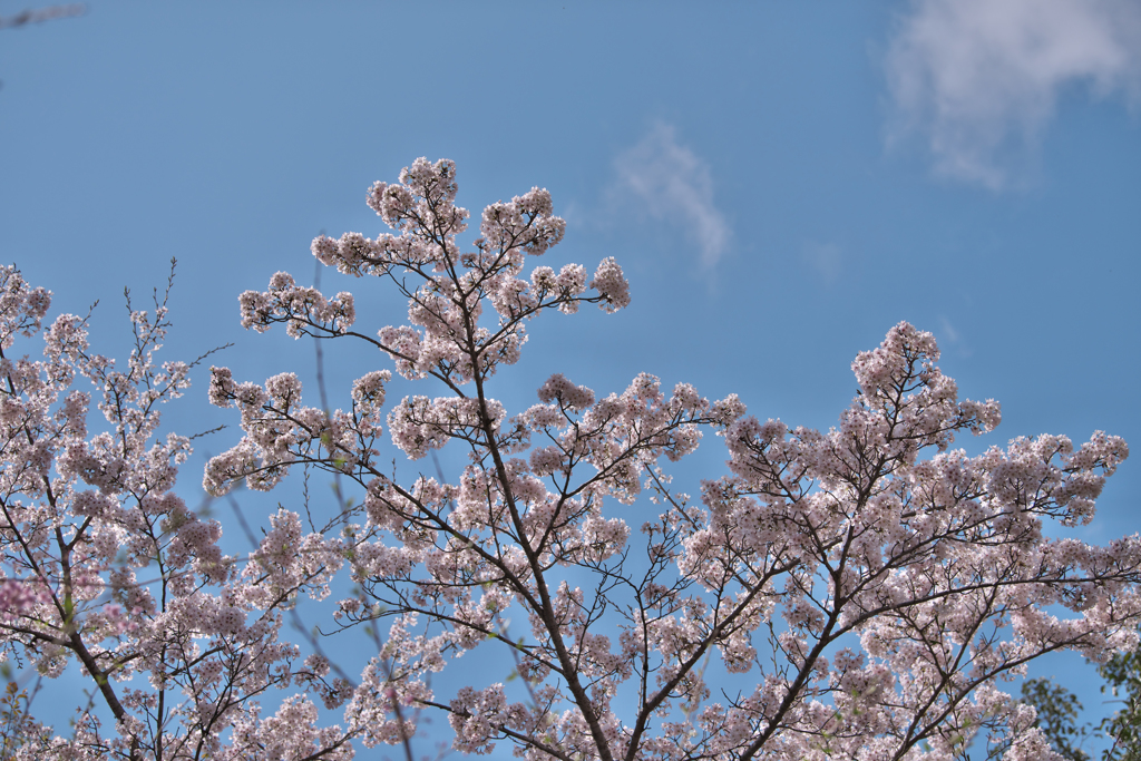 春の花色・４