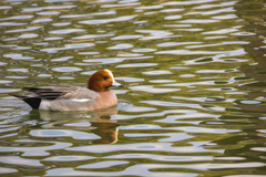 維新公園の野鳥達＿７