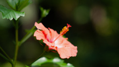 NIKON D700_花 習作・５