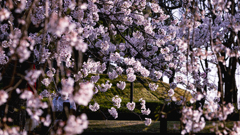 桜・維新公園１４