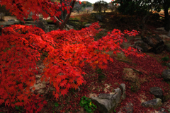 紅葉探索・４８