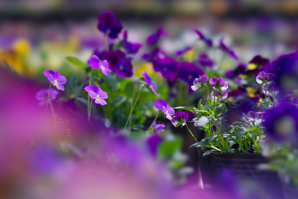 パンジー・３０