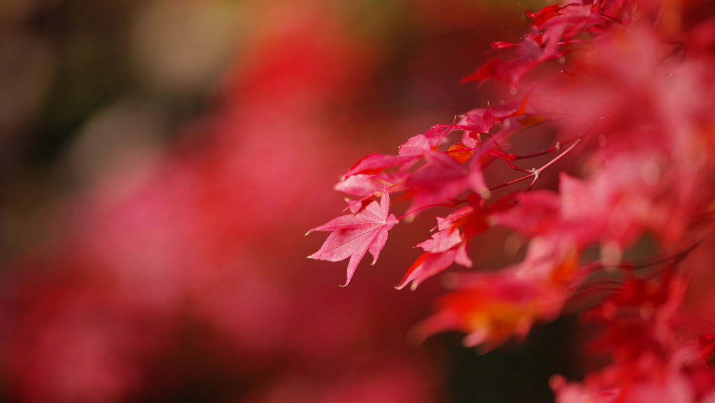 紅葉探索・１４