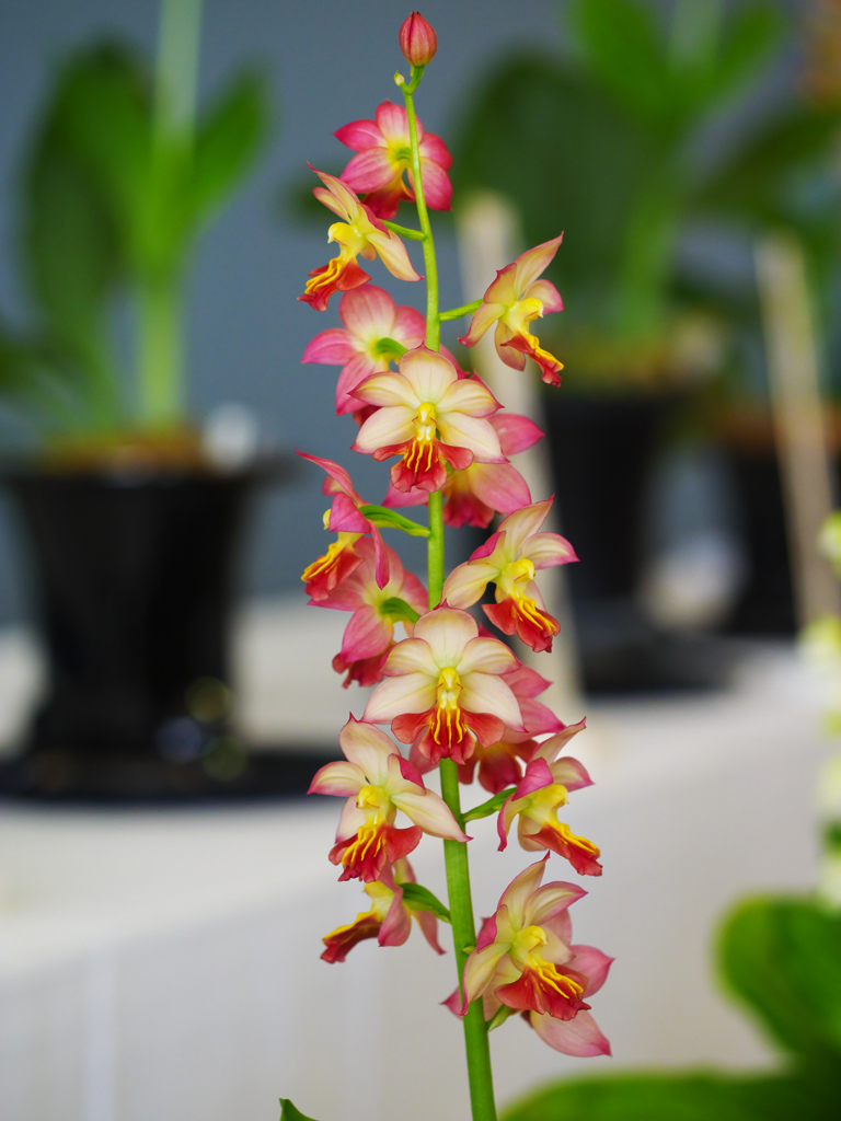 エビネラン・２＿３