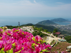 大平山 山頂公園のツツジ＿１９・２０