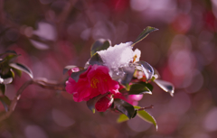 山茶花＿１３