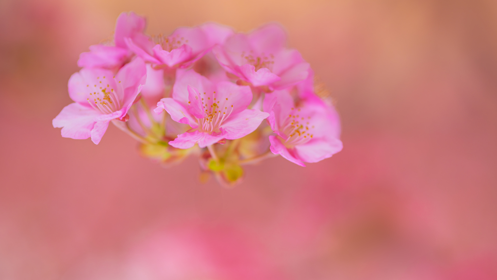 河津桜＿２４