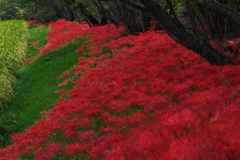 彼岸花・３０＿３９