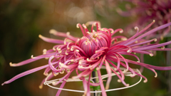 菊　花＿７