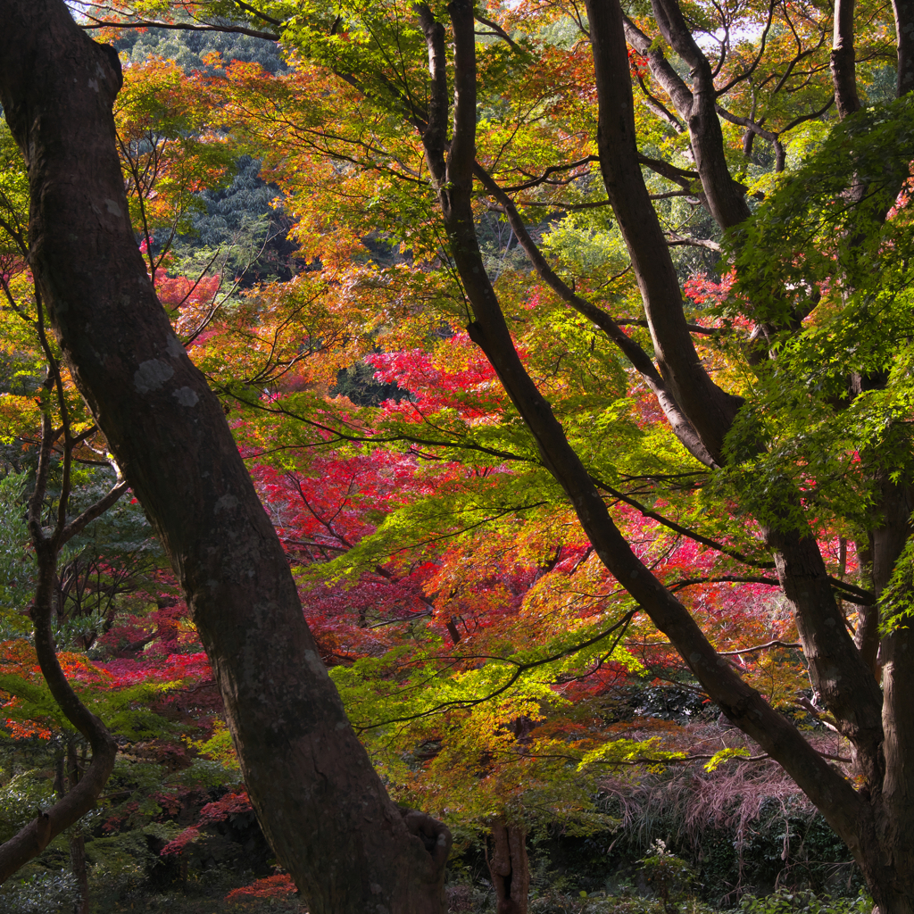 紅葉探索・１９