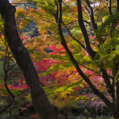 紅葉探索・１９