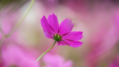 秋　桜＿２１