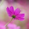 秋　桜＿２１