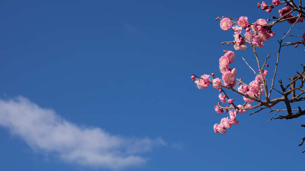 梅花＿１３