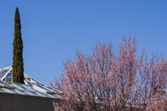 啓　翁　桜・１