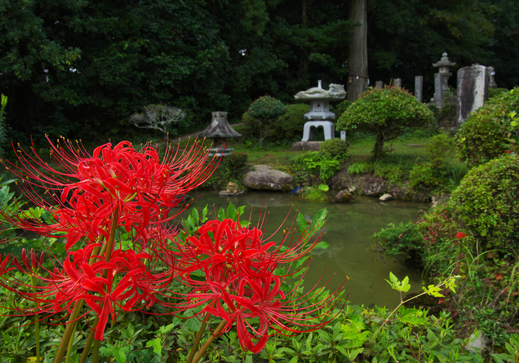 彼岸花・４