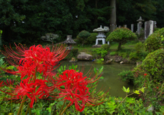 彼岸花・４