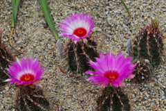 サボテンの花・３１＿１３