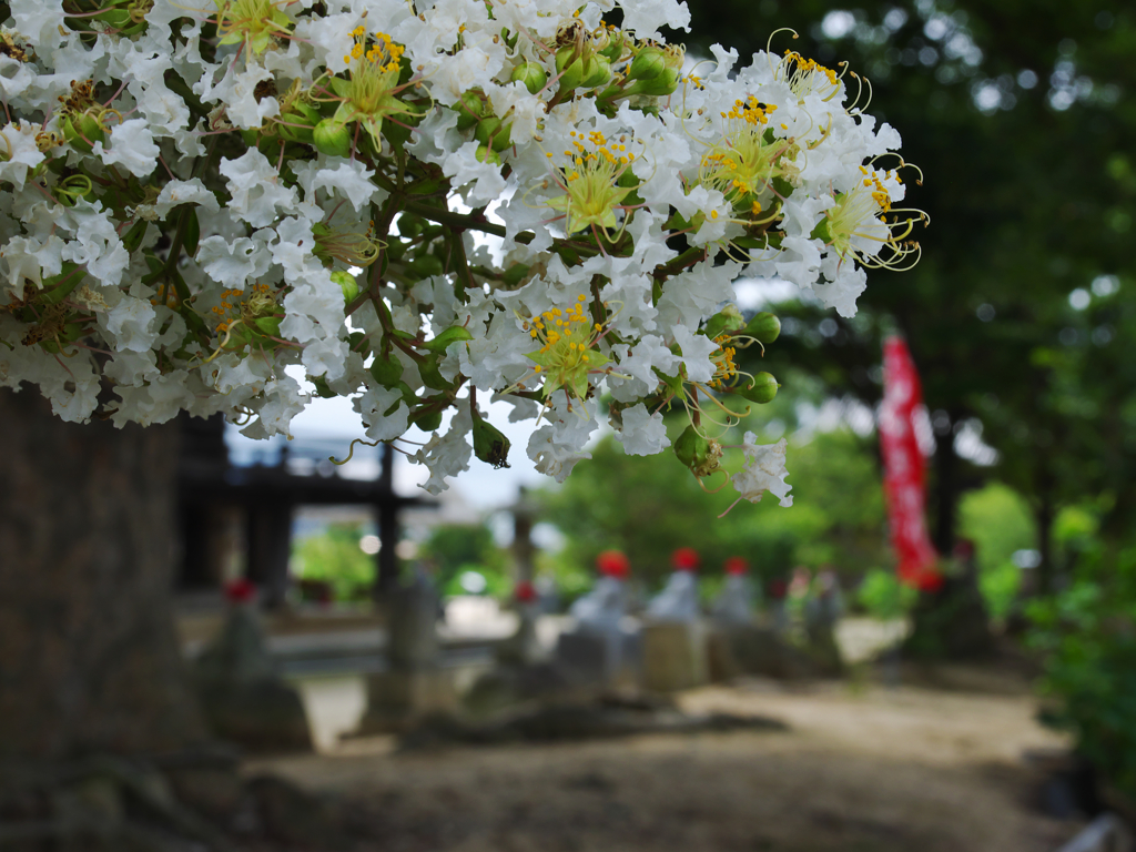 百日紅・５