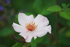 初夏の花・２＿２