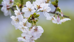 桜・１＿３