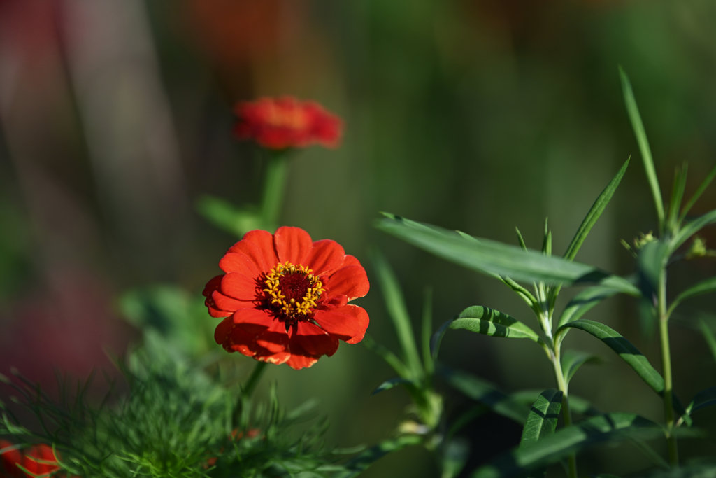 NIKON Z7 試写・４