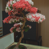 皐月盆栽＿４７