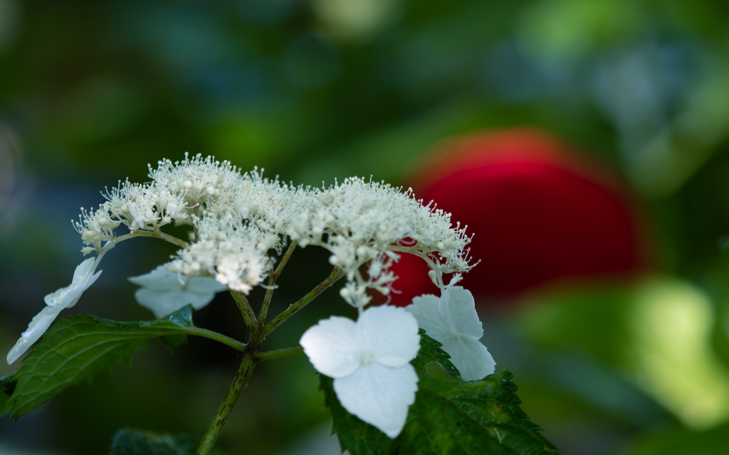 紫陽花・４＿３