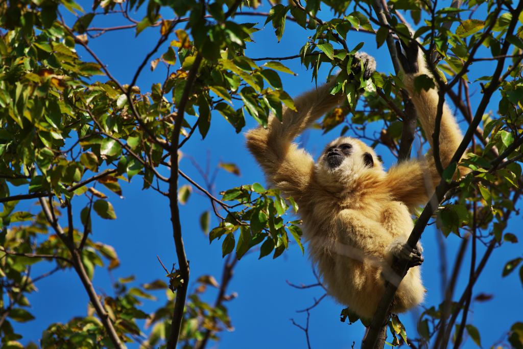 シロテナガザル・１