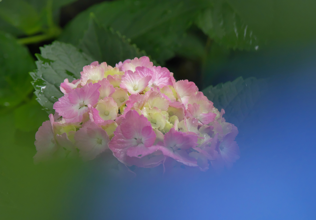 紫陽花３０＿３７