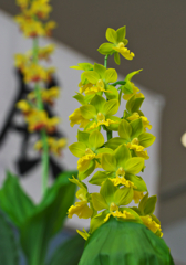 エビネラン・２＿２